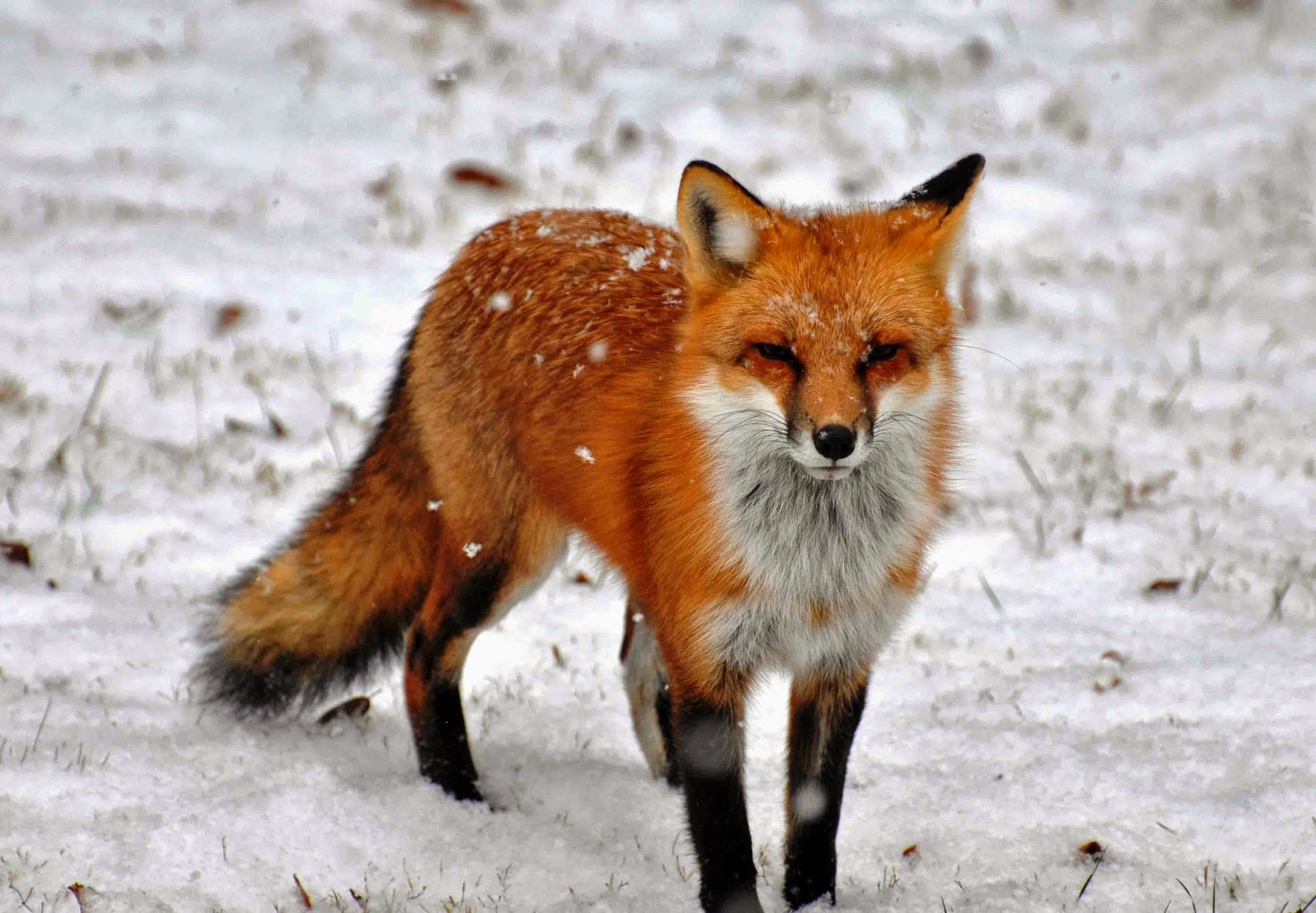 Understanding the Legalities of Keeping a Fox as a Pet in the United States