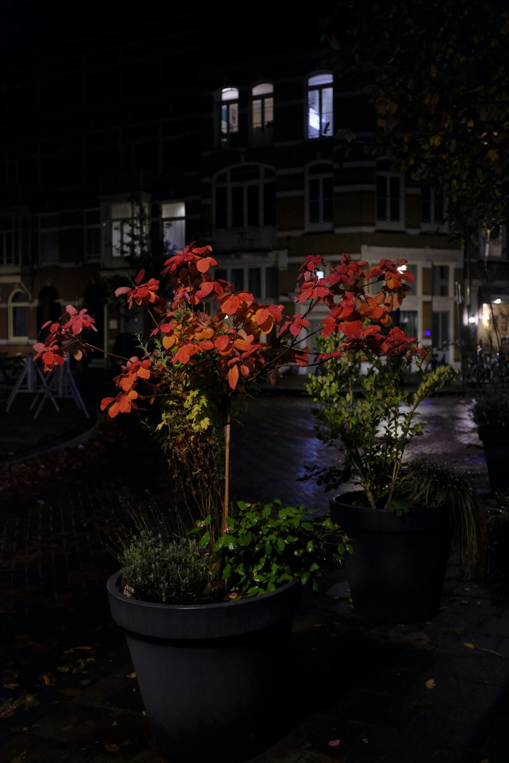 Create a Magical Moonlit Retreat: The Ultimate Guide to Night-Blooming Patio Garden Plants