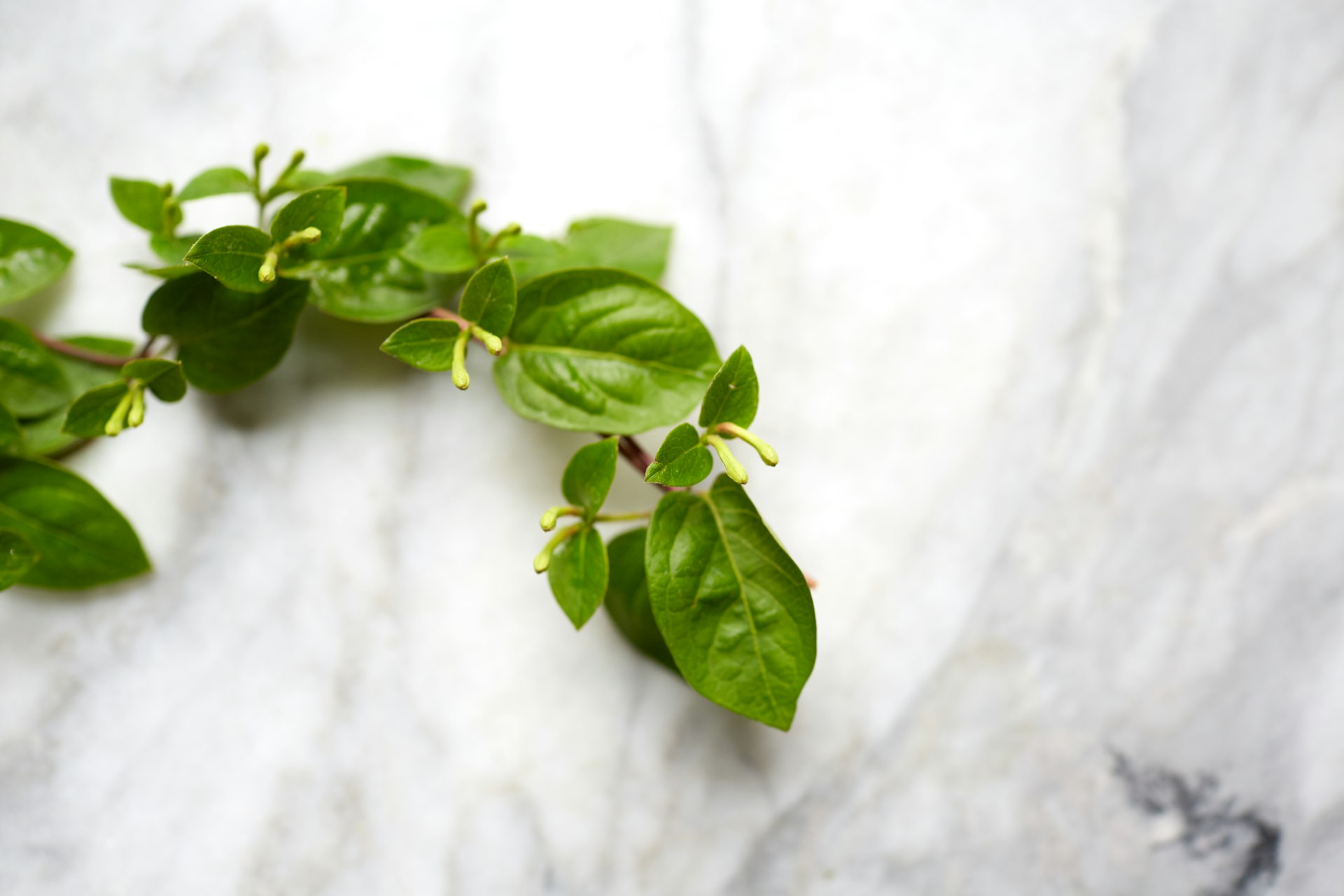 How to Make Effective Plant-Based Natural Air Fresheners at Home