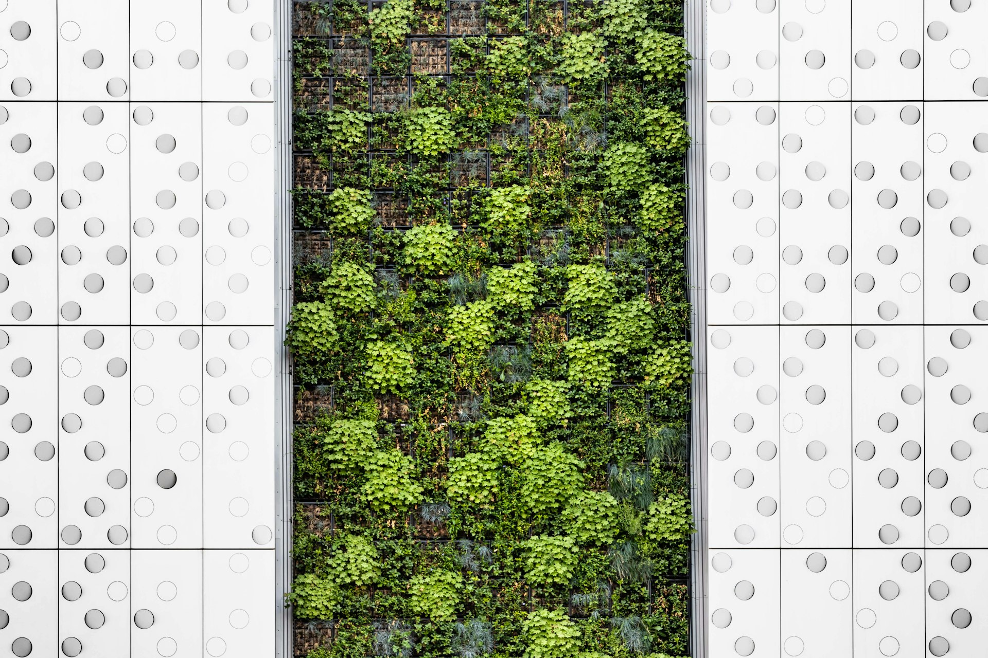 Transform Your Space: Creative Green Wall Art Ideas Using Potted Plants