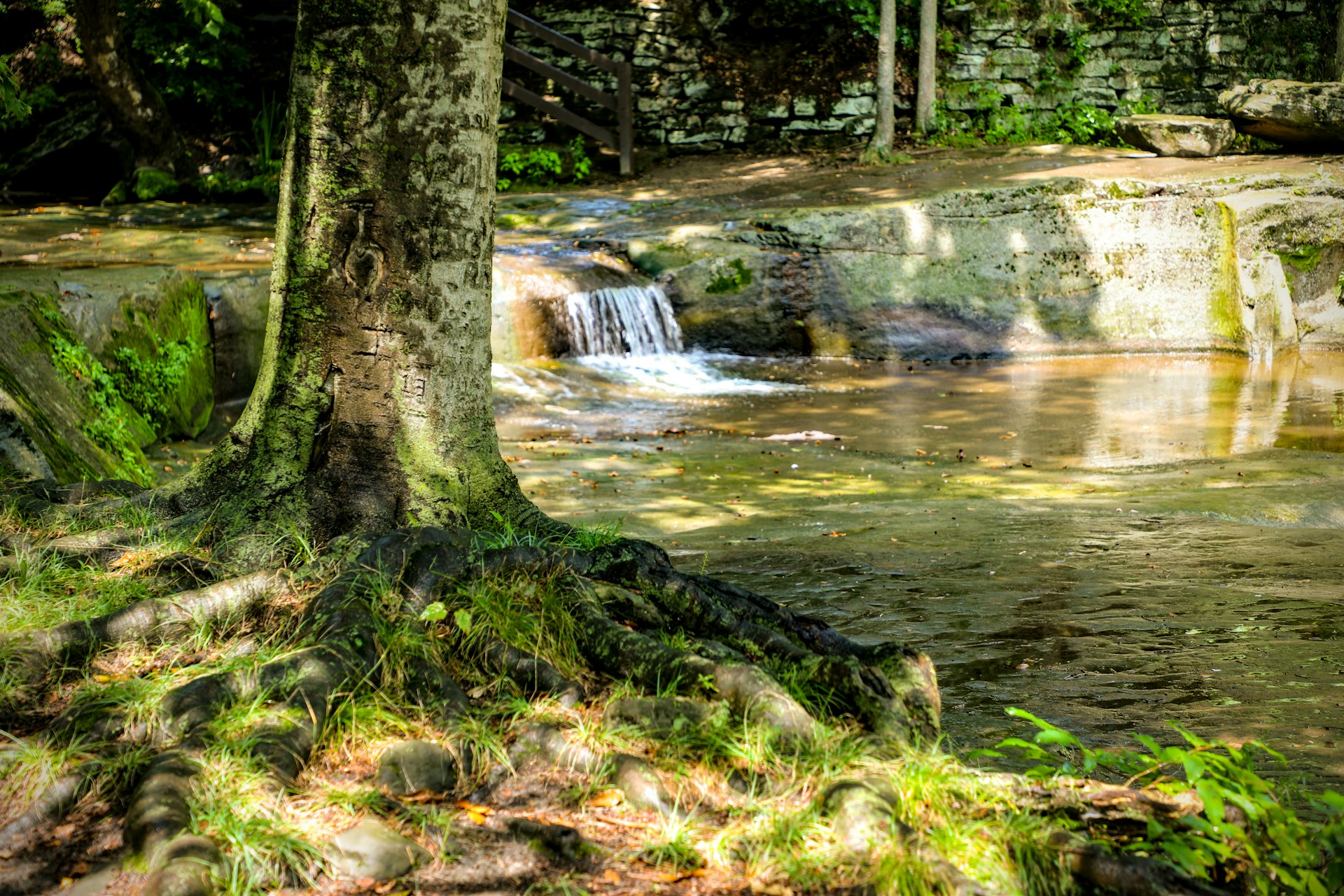 Unlocking the Benefits of Forest Bathing: A Lifestyle Guide for Mind and Body Wellness